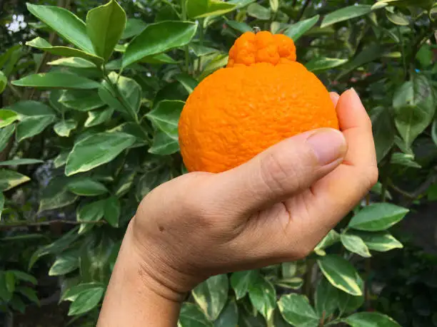 Japan Best Brand Frozen Fruit Orange(Shiranui)