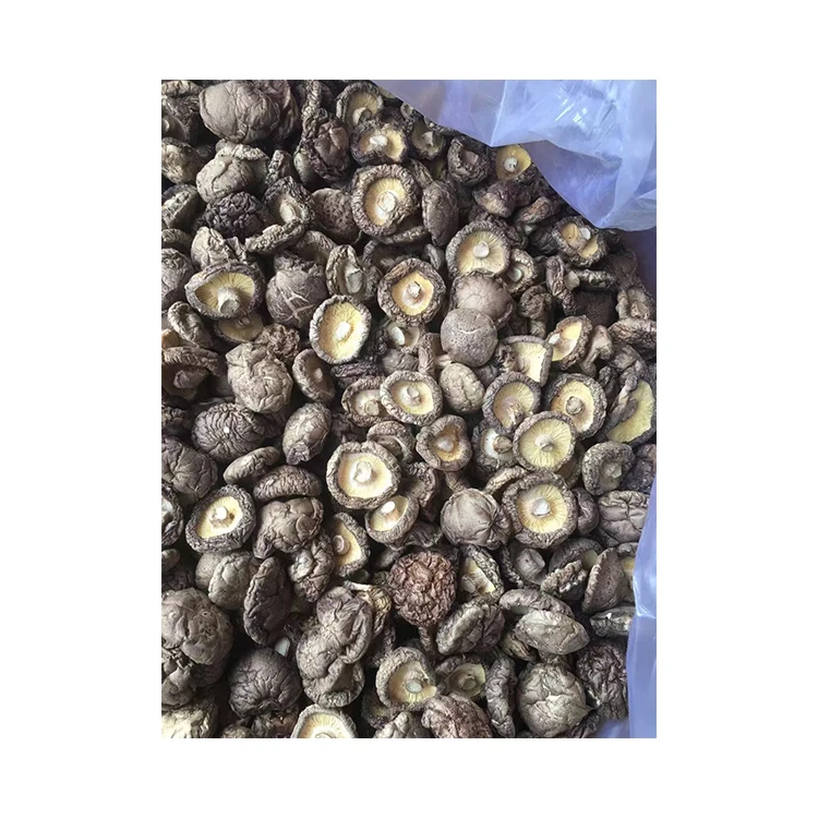 Лидер продаж наборы для выращивания устричных грибов Pleurotus Ostreatus семена