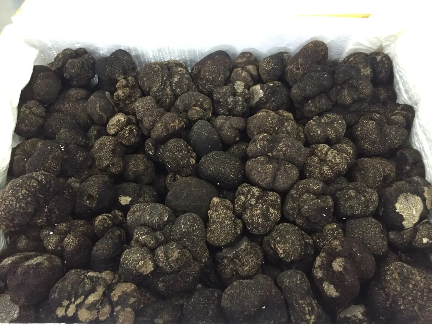 DETAN 2023-2024 New Season Premium Quality Wild Chinese Winter Fresh Black Truffles Mushroom