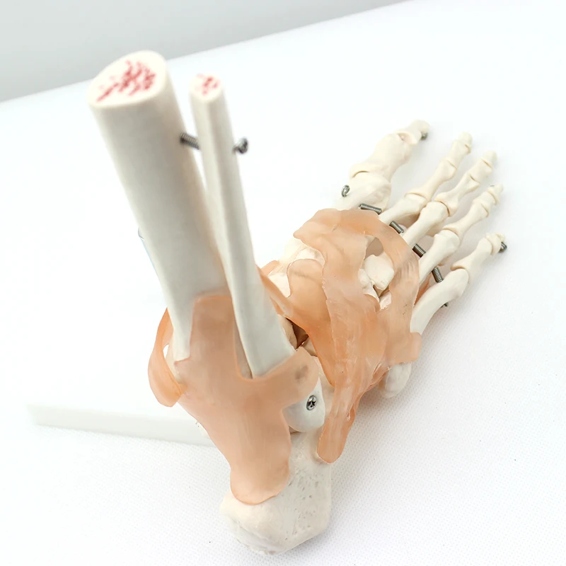 Factory hot sale Life-Size Foot Joint with Ligaments of PVC Including flexible and artificial ligaments