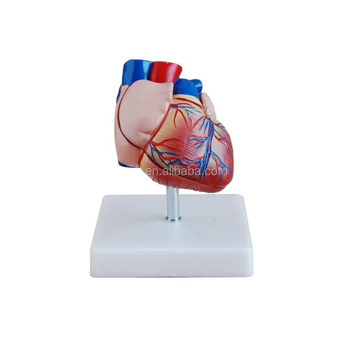 Новая модель анатомии человека в реальном размере