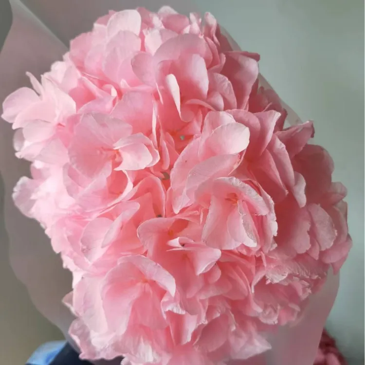 Home decoration of preserved Hydrangea with stem Big leaf Natural flowers Long term preservation