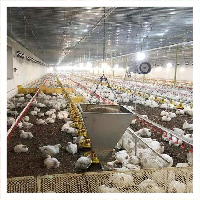 Commercial Poultry Equipment Ground Breeding System for Broiler Chicken House