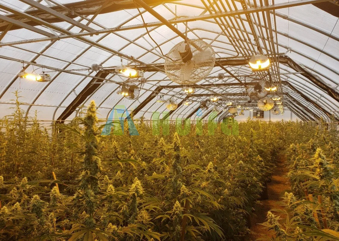 Прямая продажа с завода 100% теплица затемнением