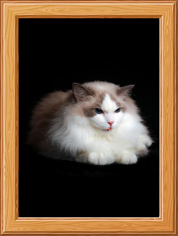 Android video picture frames 20 inch wholesale wifi video photo digital frame for weeding