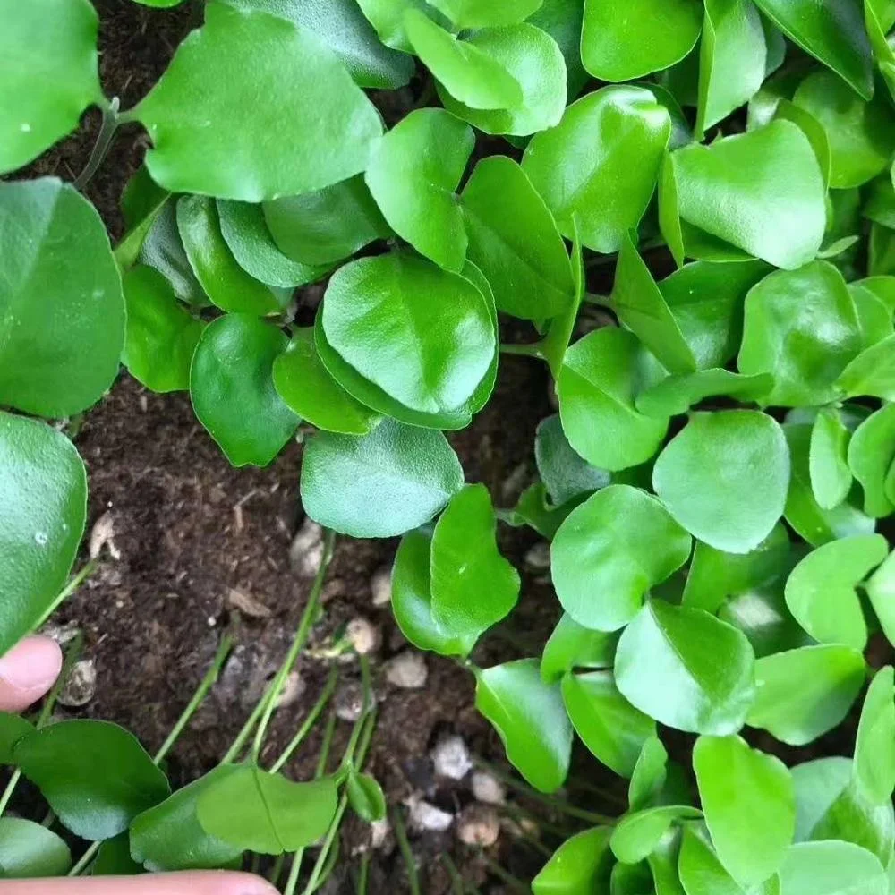 Завод рассады Jiulixiang