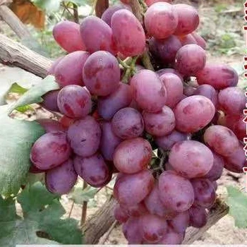 
Grape Seeds and Grape Seeds from China Green Grape Seeds 