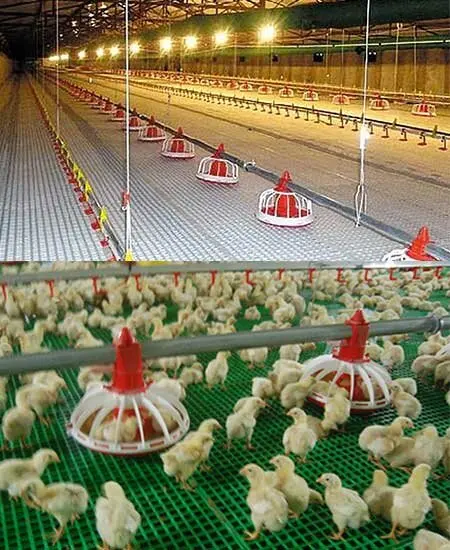 Chicken broiler poultry farm equipment chicken floor plastic slate flooring