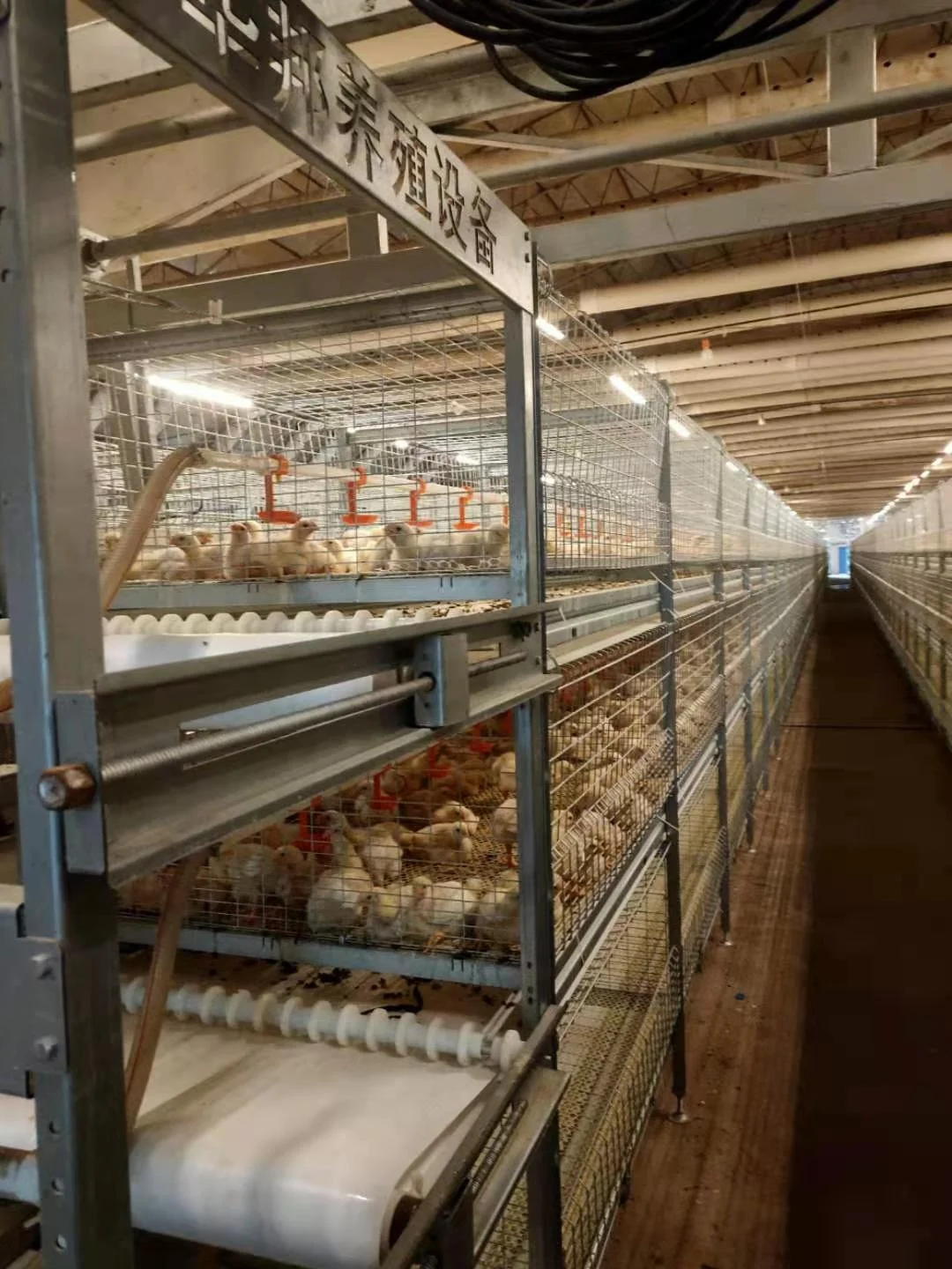 Automatic chicken feeding cage    H Frame Chicken Coop