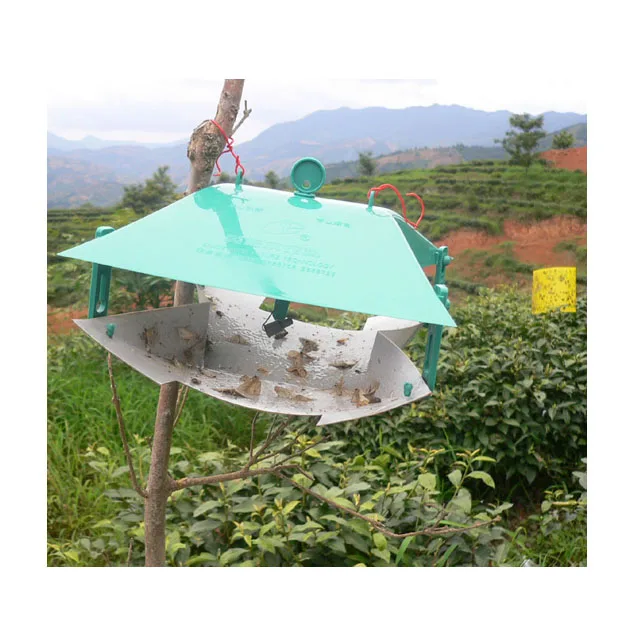 Effective Homona coffearia sex pheromone lure Tea leaf moth killer for tea tree protect