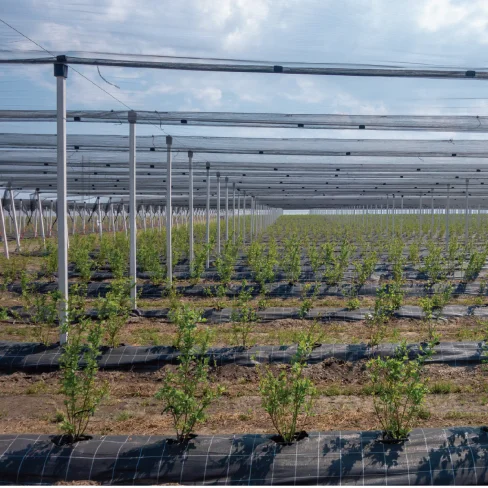 For Agriculture And Garden Pp Weed Control Mat Ground Cover