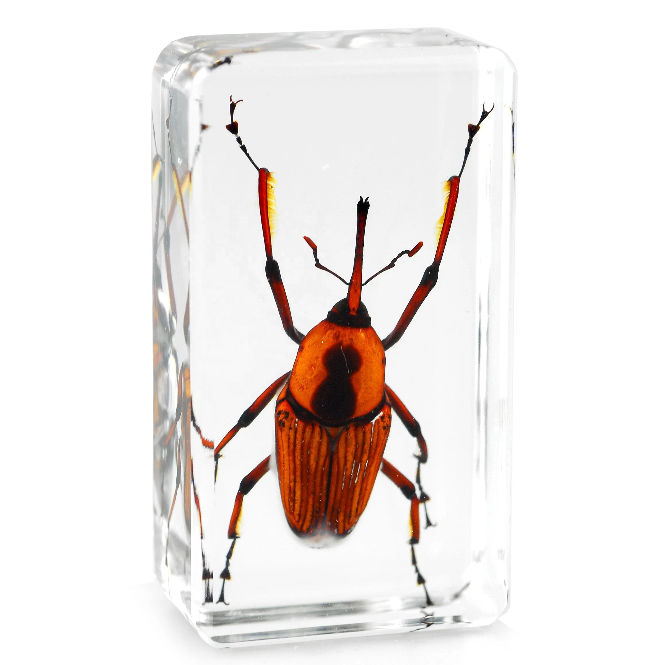 Эпоксидная смола, образец из смолы насекомых, наборы для обучения детей дошкольного возраста