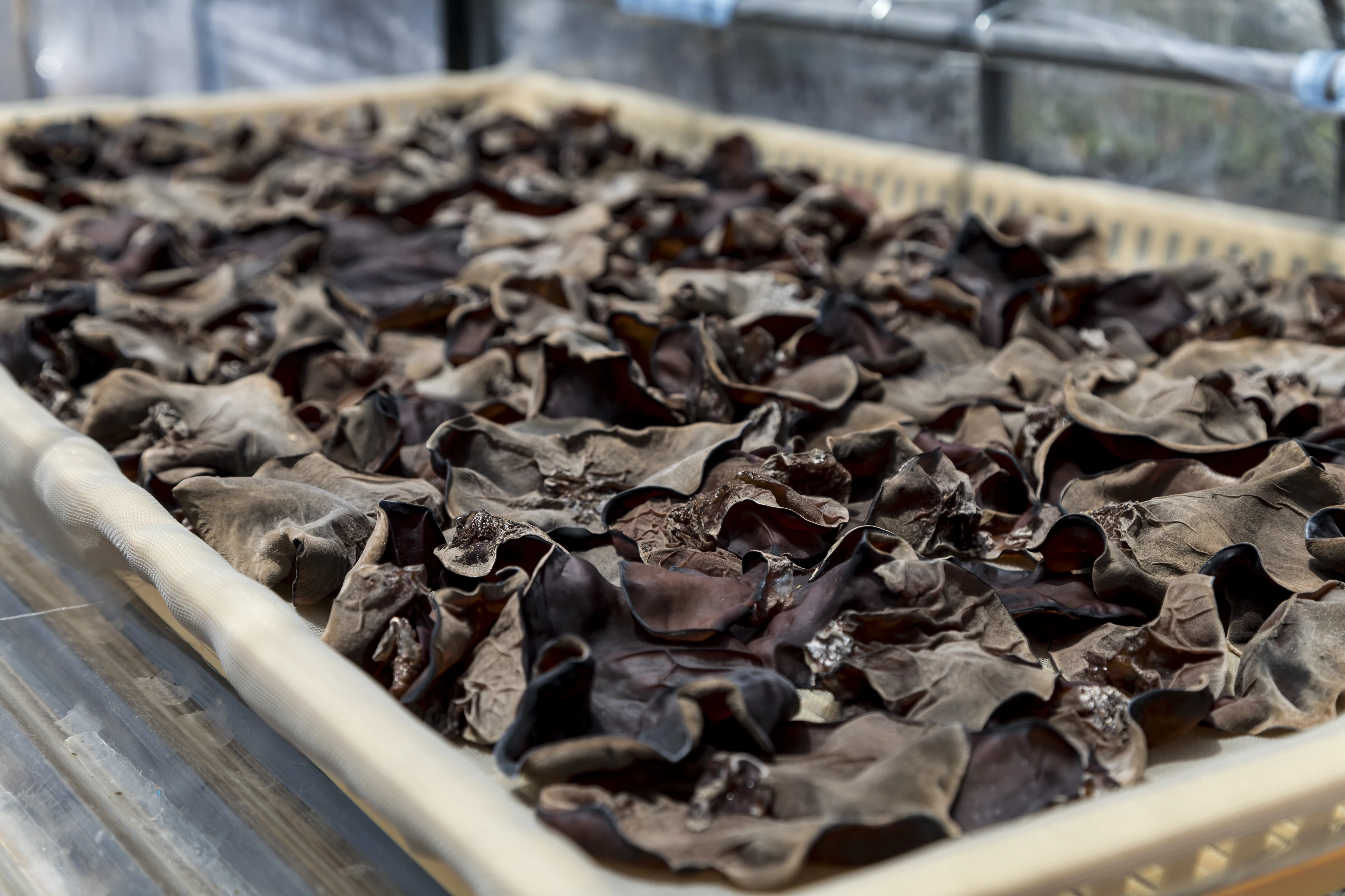 
Wholesale wood ear organic dried shiitake mushroom form Japan 