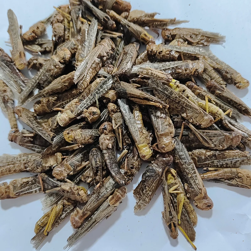 Excellent Source of Calcium & Phosphorus. Ideal for Strengthening Bones in Pets & Poultry.Dried Grasshopper