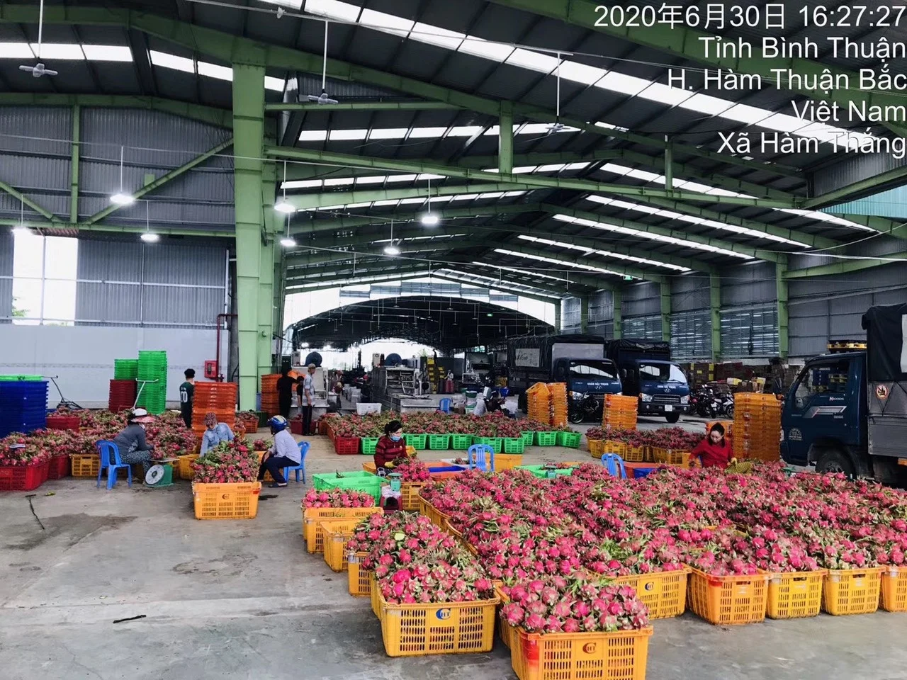 
Vietnamese 100% Fresh Dragon Fruit/ Good Red Dragon 