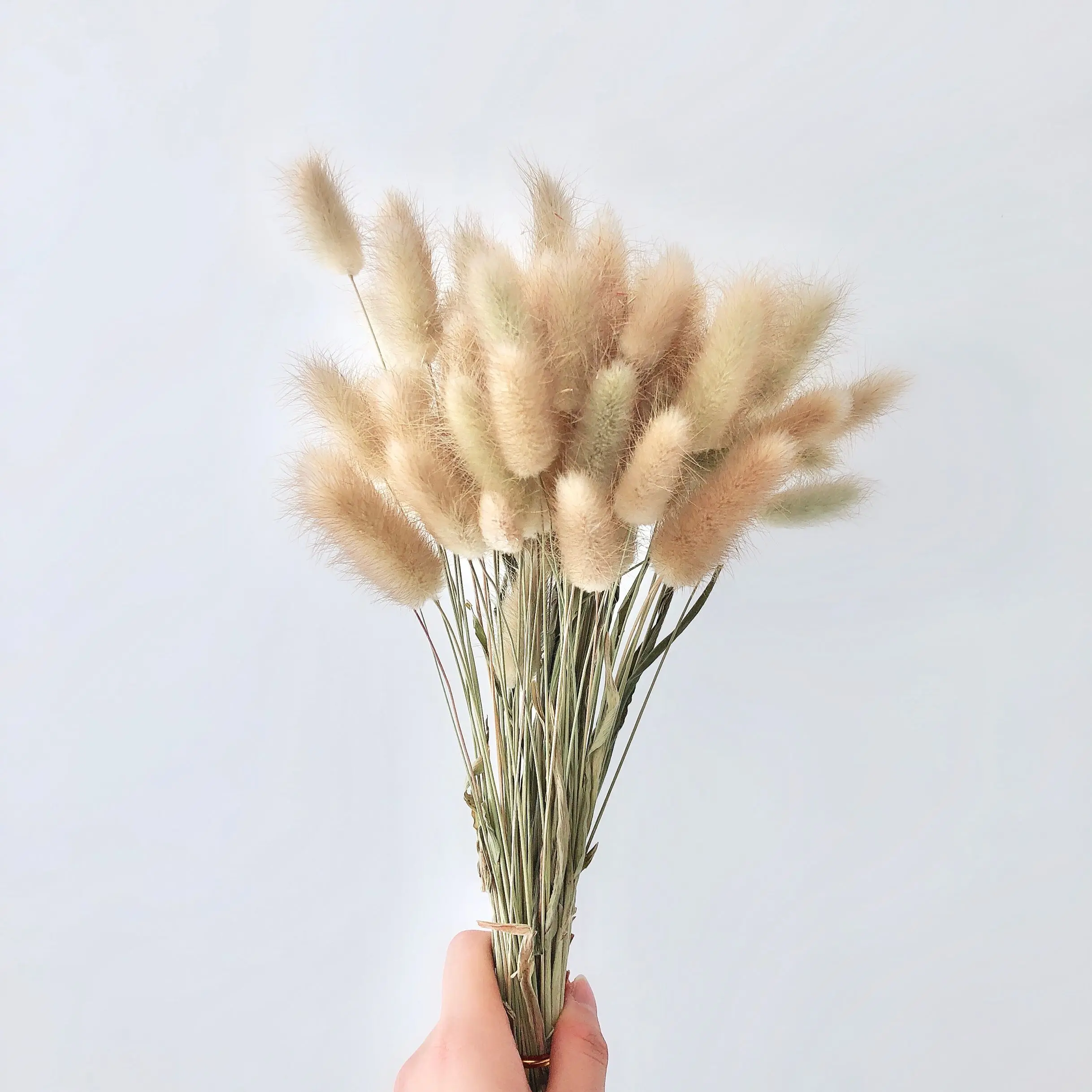 
2021 Ins Factory supply beautiful dried rabbit tail grass Lagurus ovatus for Wedding decoration 