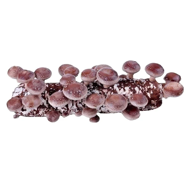 edible fungi shiitake mushroom growing kit for american farm