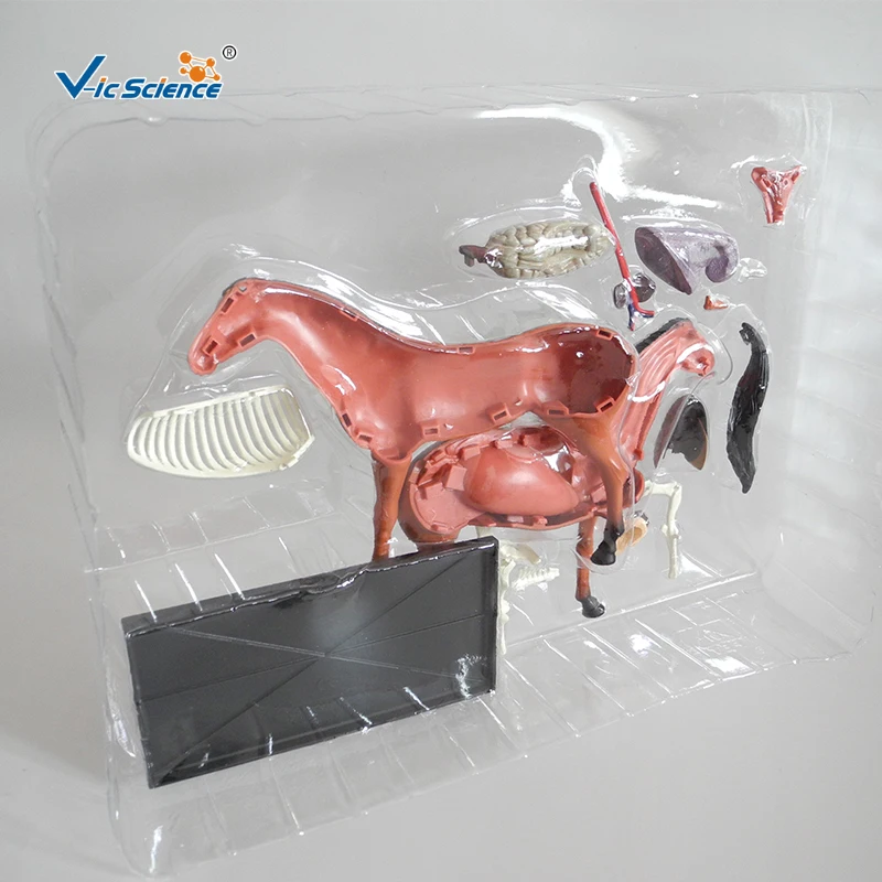 Imported PVC  Horse Anatomical Models of Animals  for Medical Teaching