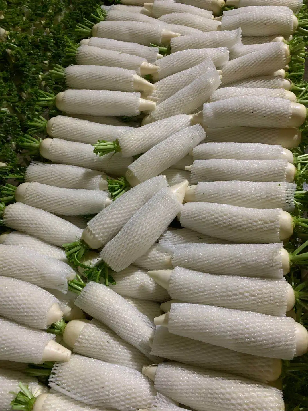 2022 Chinese Fresh White radish direct manufacture Shandong Xiamen new crop high quality