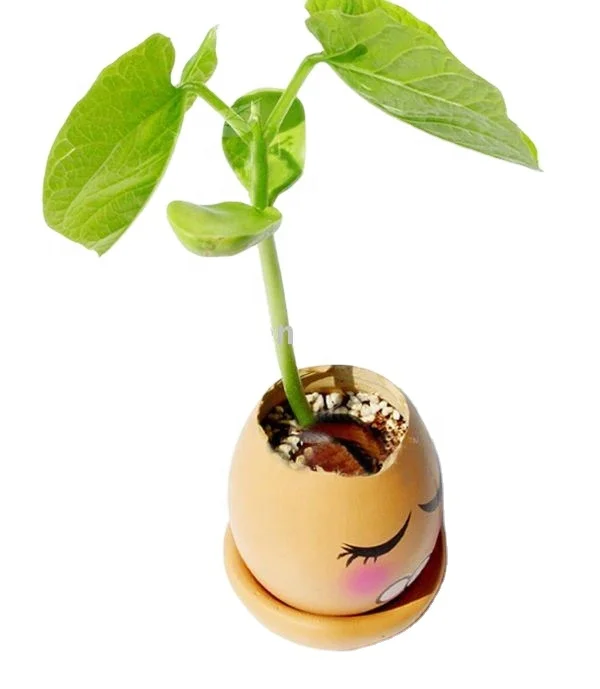 bean,mini flower,magic plant,magic egg bean