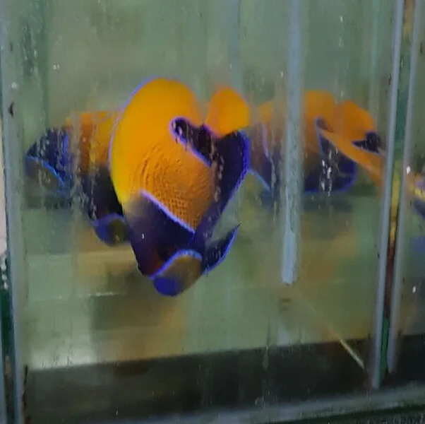 High Quality Varies Colours Live Marine Aquarium Fish For Home Decoration And Hobby