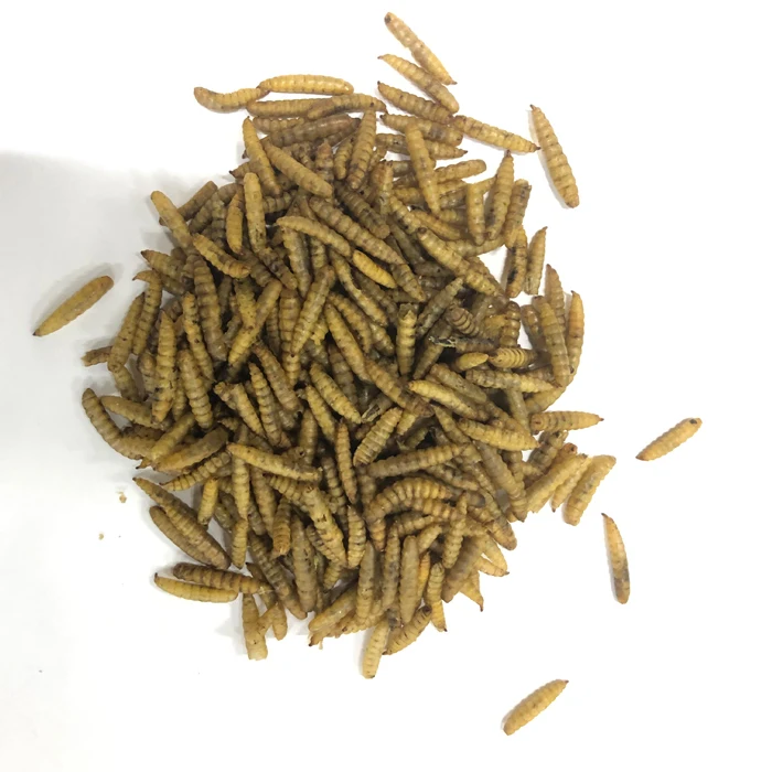 high protein Microwave dried  black soldier fly larvae for animal food feed pet food