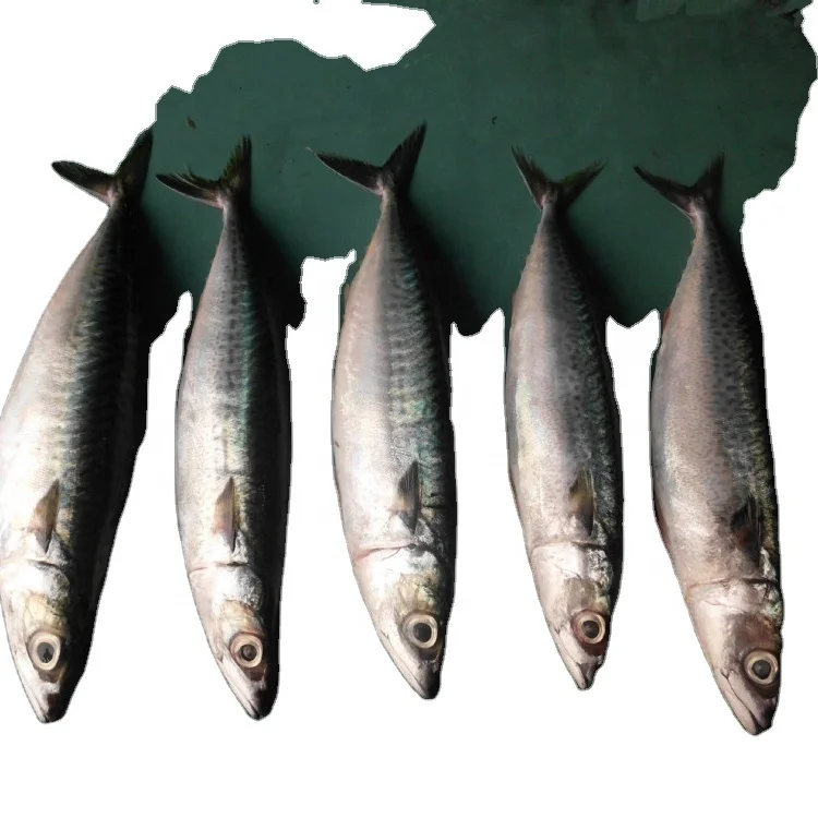 Chub mackerel saba mackerelBest quality Frozen Pacific Mackerel
