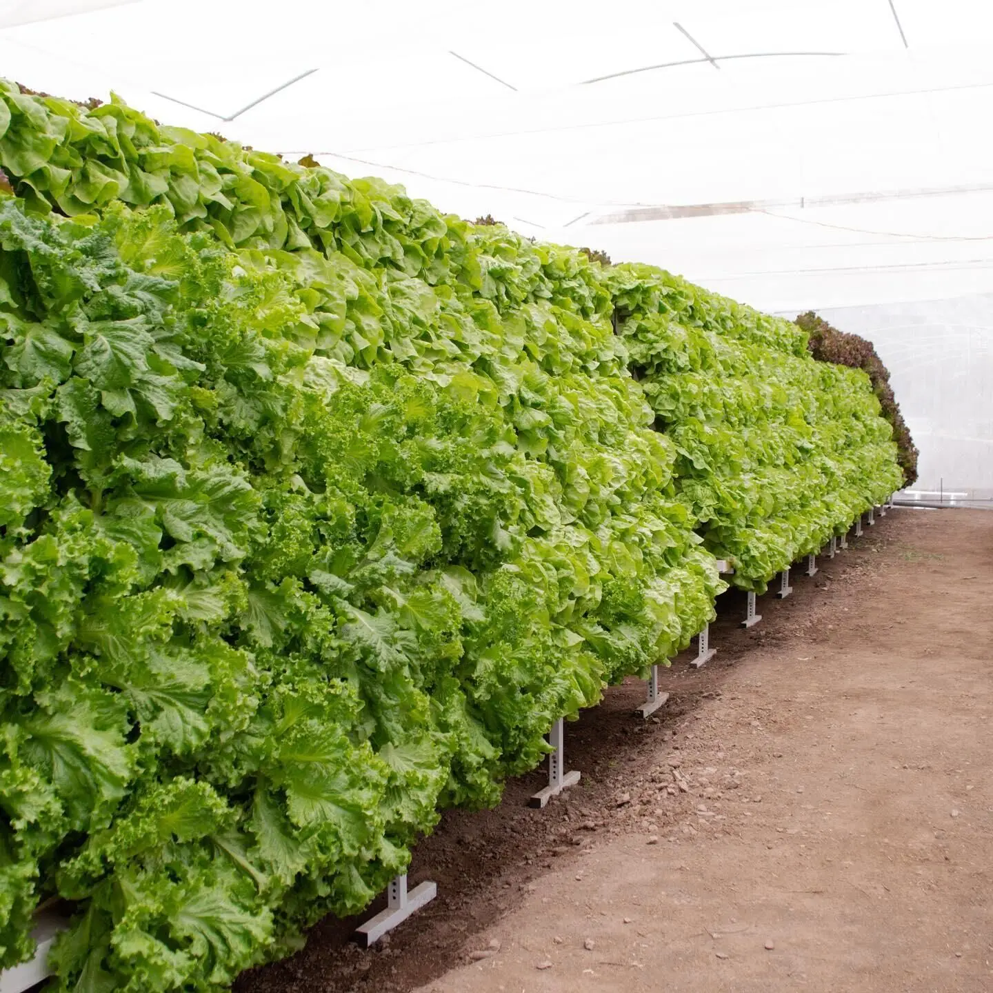 New Design 100x50mm Plastic Pipe NFT Channel Grow Systems Hydroponics NFT Channel