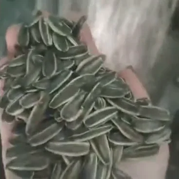 Chinese agricultural sunflower seeds market price 363 2021new crop