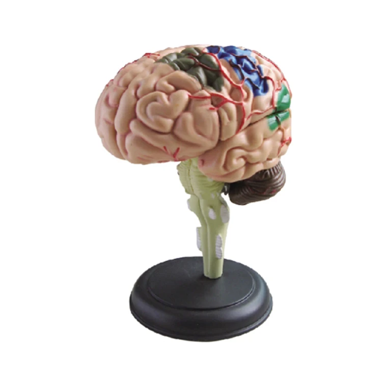 
Natural size 32 parts 4D brain model for teaching use 