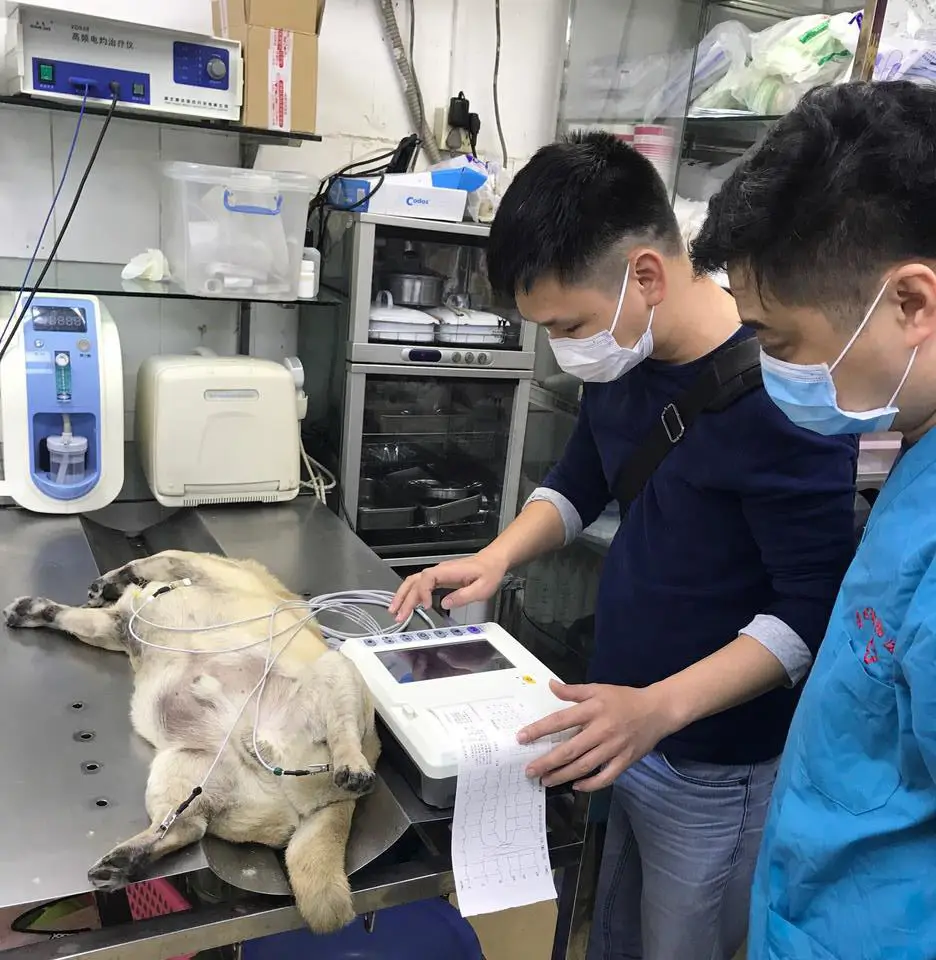 SUN-8032 Manufacturer High Quality 3 Channel 5 inch color screen Electrocardiograph Ecg Machine