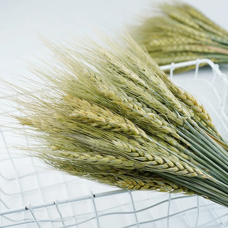 UKIQUEEN Dried Flowers Natural Bleached White Wheat Bunches Bouquet Sheaves Stalks Dried Wheat Stack Bundle