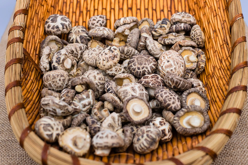 Dried mushroom dried shiitake mushroom export dry oyster mushroom