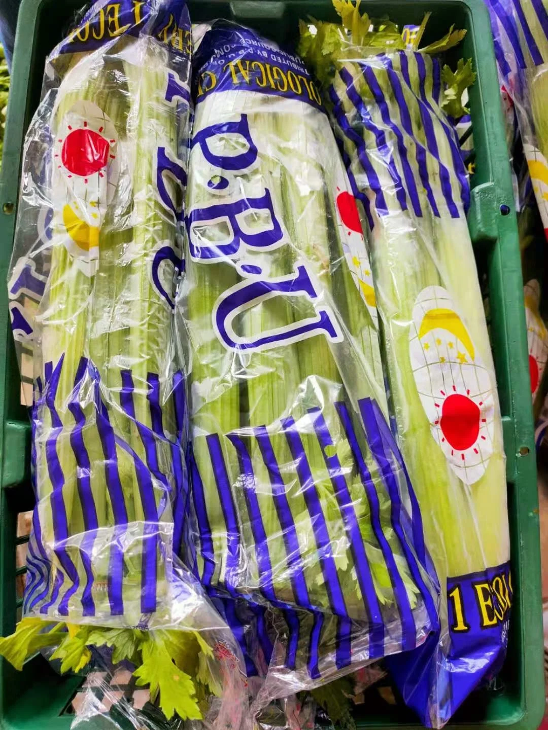 2021 new crop  Fresh Green Celery from China  factory price fresh celery  hot sale Chinese celery