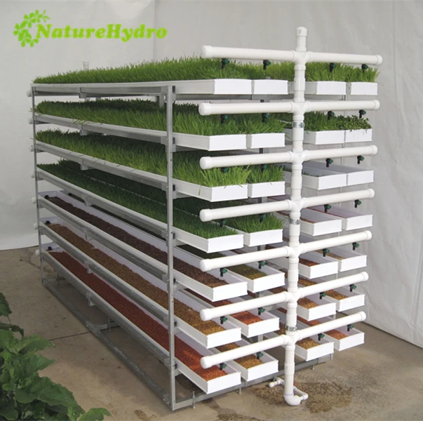 Large Commercial Hydroponic Fodder