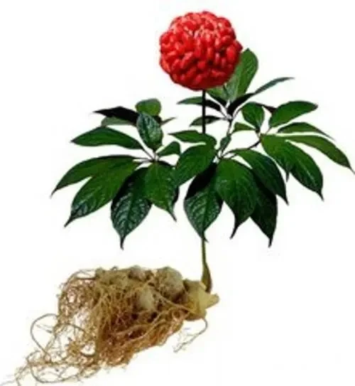 High Quality Radix Notoginseng P.E. pseudo-ginseng extract