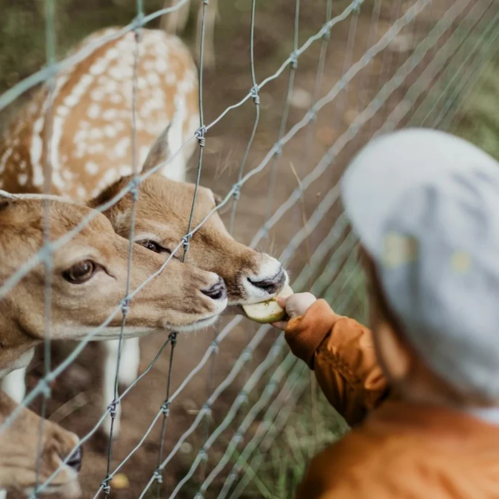 Wholesale Bulk Cheap Livestock architectural wire mesh Cattle Fence Goat Farming Electro Galvanized Security farm wire mesh