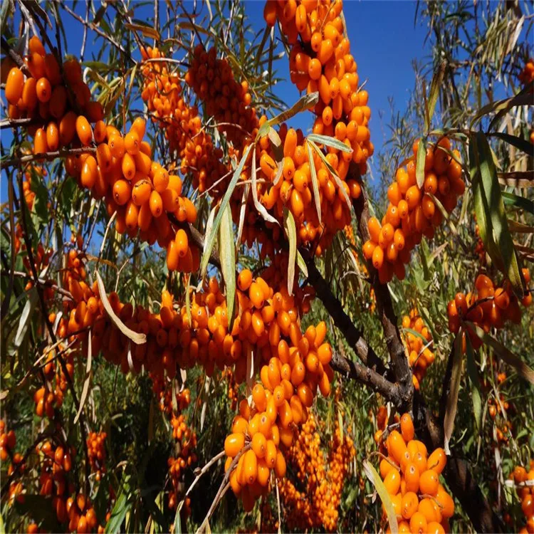 Manufacturer Directly Supplied Organic Tibetan Seabuckthorn Extract Seabuckthorn Powder