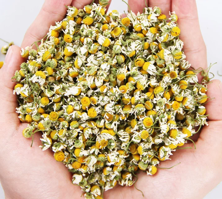 Chinese Dried Chamomile Flowers Dry Chamomile Tea in Loose Wholesale Cheap  Price Supplier