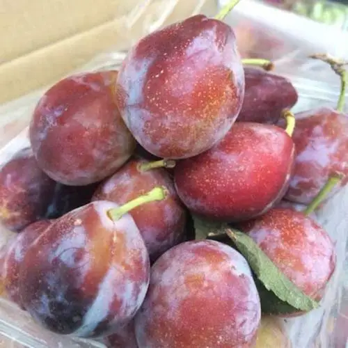 Настоятельно рекомендуемый 100% Натуральный Свежий Камень, фрукты класса А, австралийская свежая слива