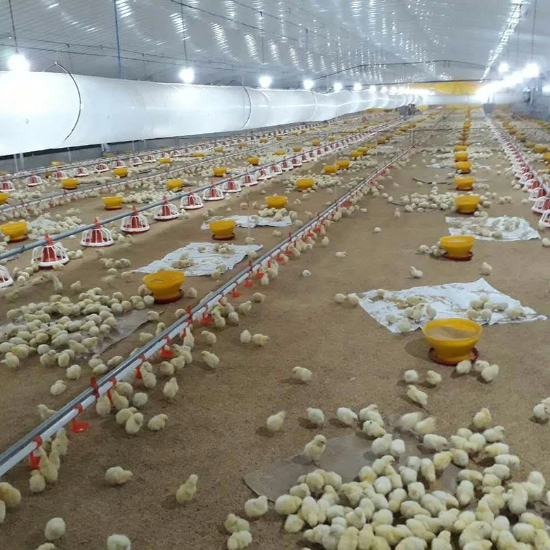 Современный дизайн стальная конструкция здание фермы птицефабрика куриная ферма дом