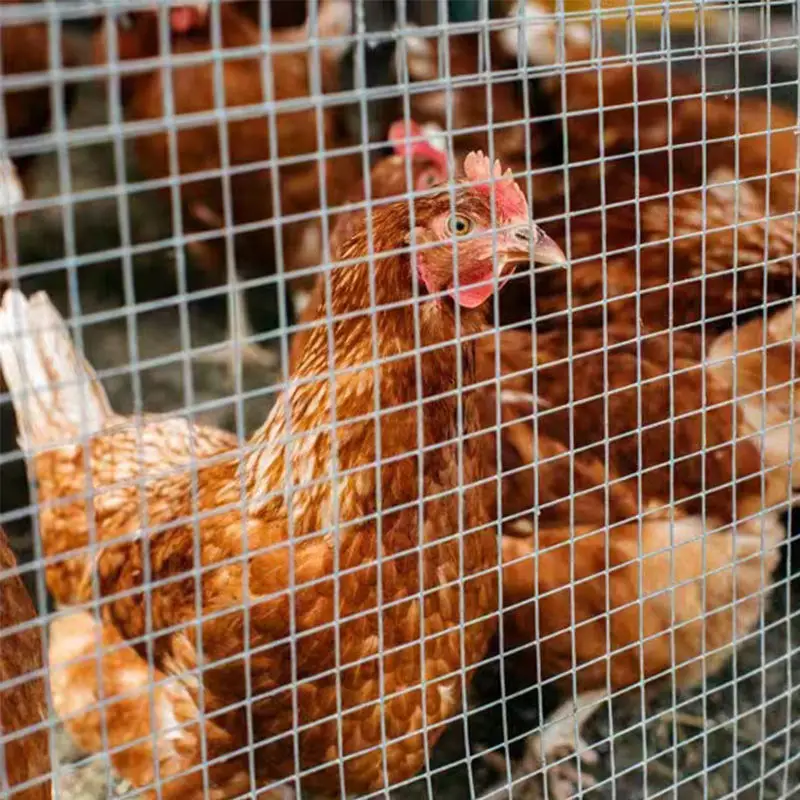 Customized Chicken Coop Mesh Hot Dipped Galvanized Iron Welded Mesh Rolls PVC Coated Green Welded Steel Wire Mesh