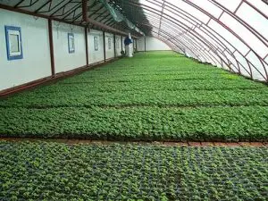 Cheap Price Plastic Seed Germination Tray for Microgreen Rice Sprouter Tray Seed Planting