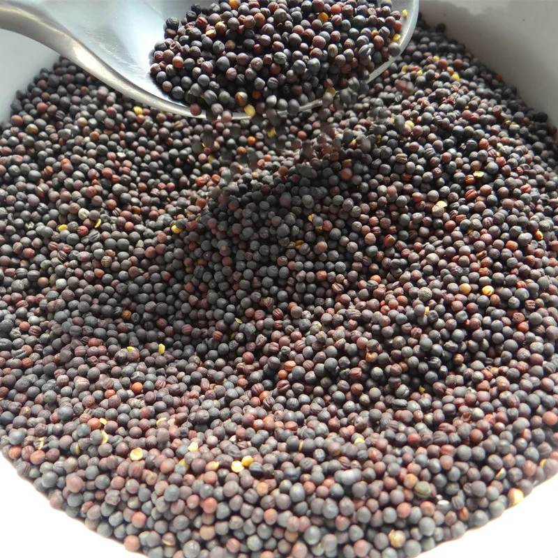 wholesales top quality Western food spices pickled black mustard seeds green food brassica nigra seeds black master seeds