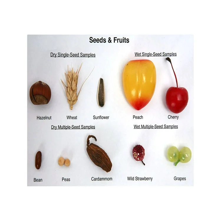 New High Quality Imitation Fruit Specimen Collection Educational Demonstration Material
