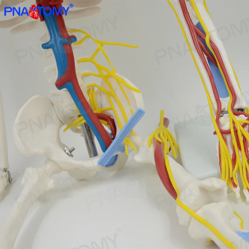 85CM Human Skeleton Model with Blood Vessel,Nerves and Heart Brain Skeletal System Anatomical Tool Medical Sciences