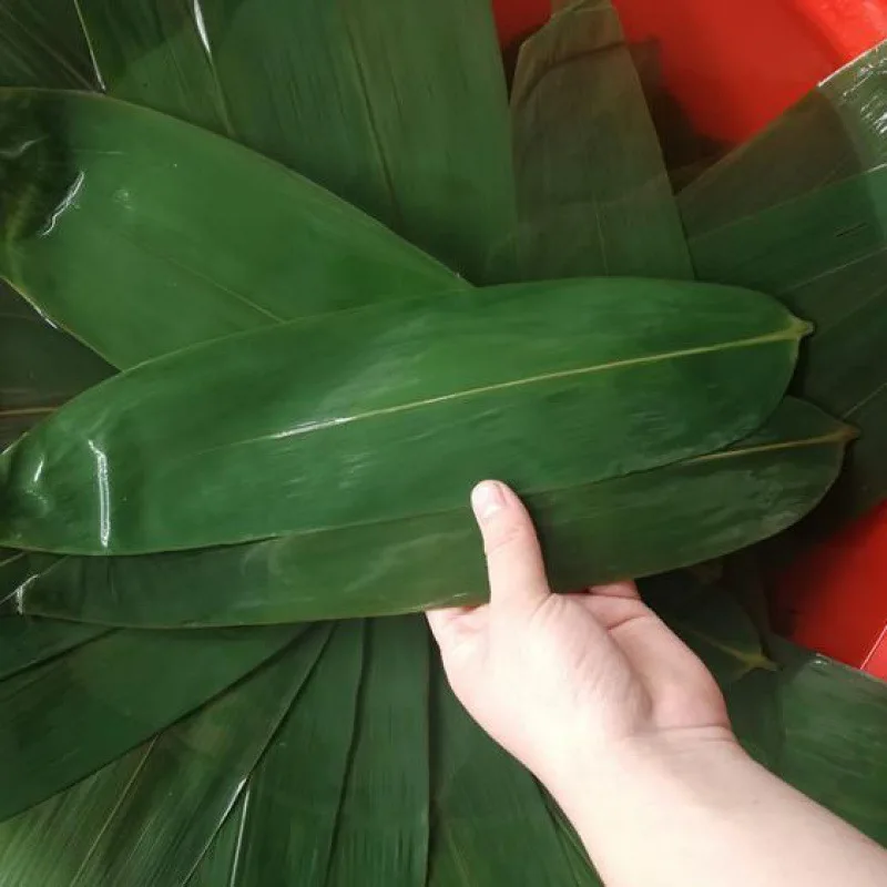 Bamboo Leaf Bamboo Leaf Leaf For Sushi Restaurant Raw Materials For Chinese Traditional Food