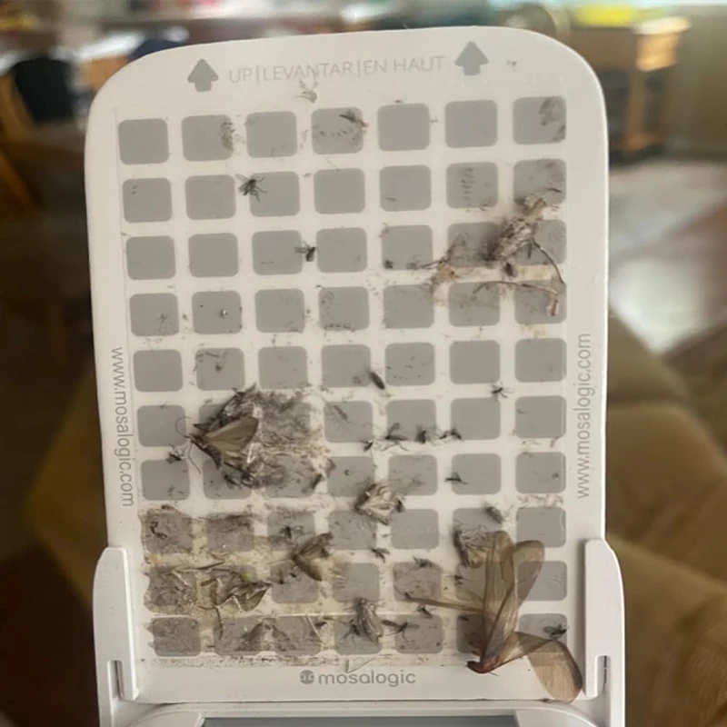 Sticky Cardboard Moth Trap