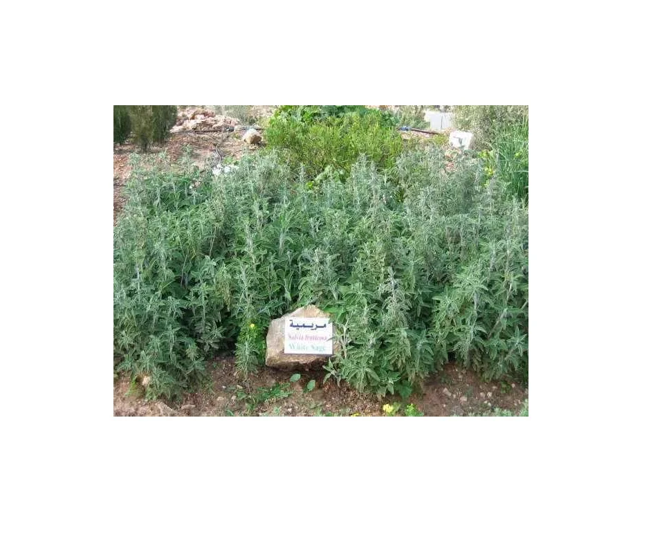 
Moroccan Sage 