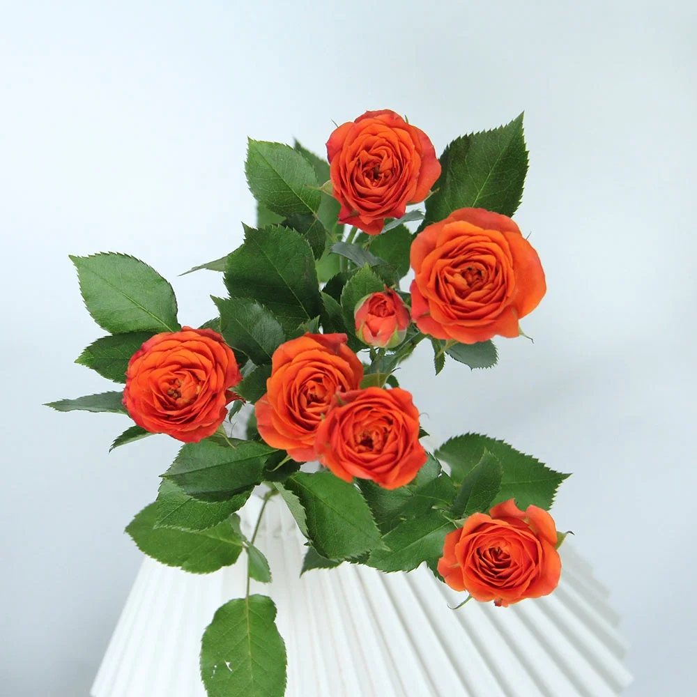 Competitive Price  Fresh Cut Flowers Spray Head Roses 10 stems  Orange Barbie for Home Valentine Flower Arrangement Decoration
